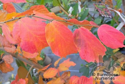 PARROTIA persica 'Vanessa' 