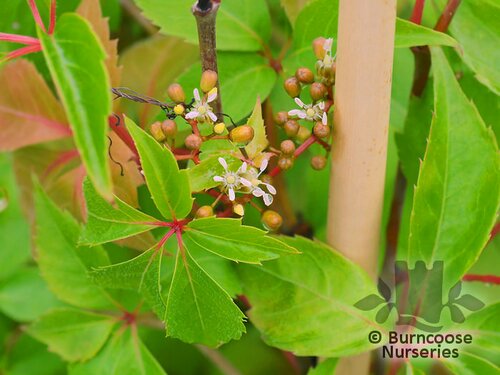 PARTHENOCISSUS quinquefolia var. engelmannii 