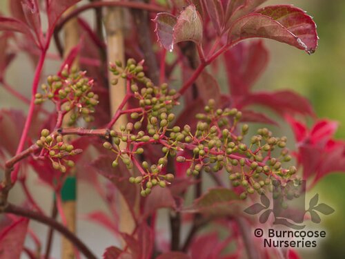 PARTHENOCISSUS   