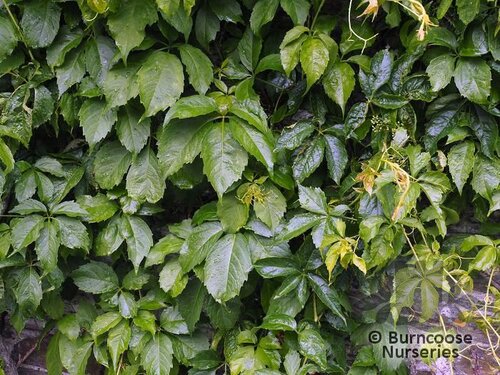 PARTHENOCISSUS quinquefolia  