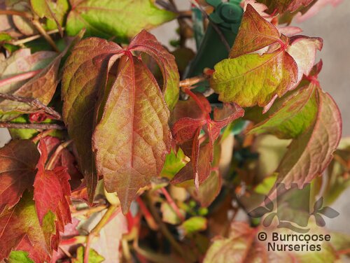 PARTHENOCISSUS tricuspidata 'Veitchii' 