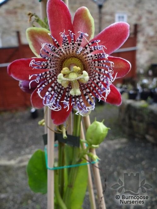 PASSIFLORA   