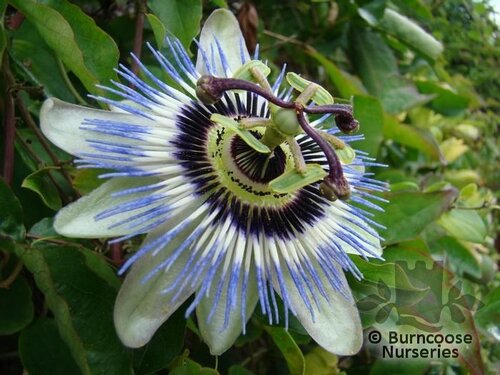 PASSIFLORA caerulea  