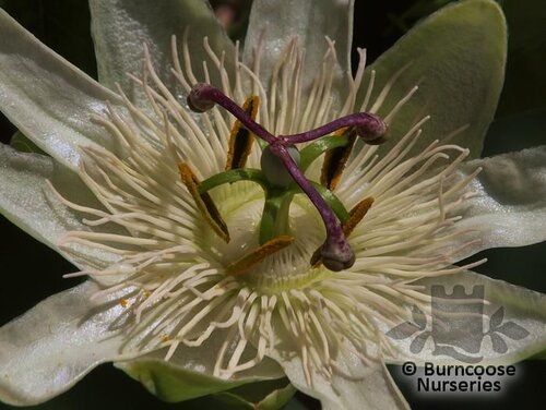 PASSIFLORA caerulea 'Constance Elliot' 