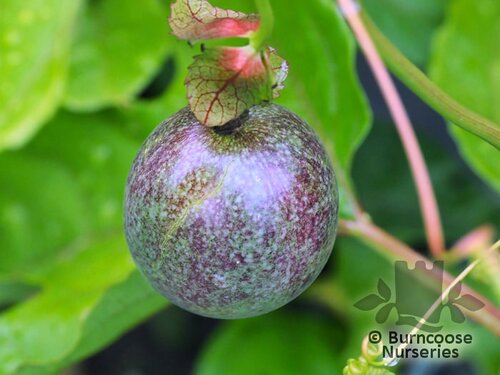 PASSIFLORA edulis  