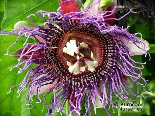 PASSIFLORA quadrangularis  