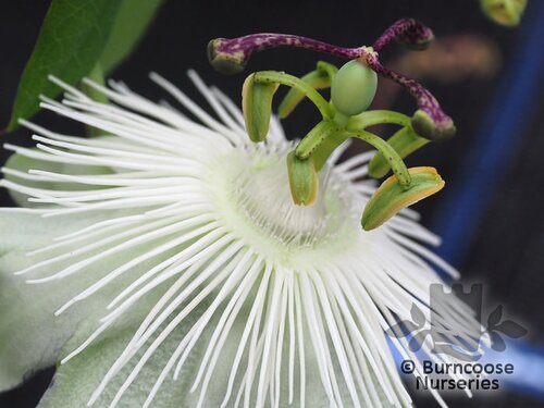 PASSIFLORA 'Snow Queen'  