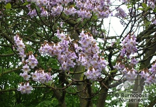 PAULOWNIA catalpifolia  