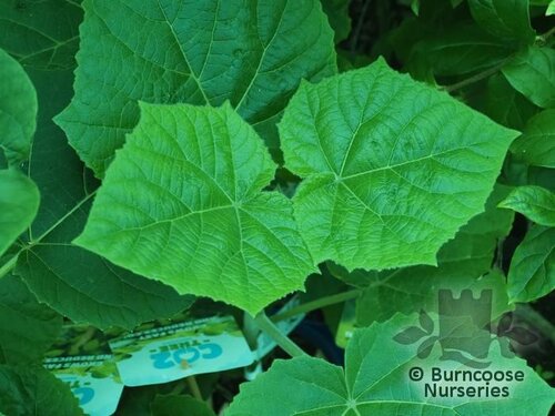PAULOWNIA elongata 'Futuro' 