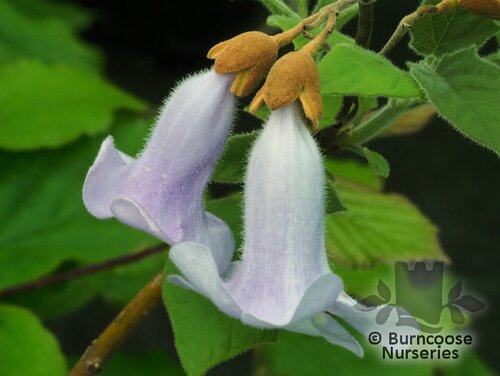 PAULOWNIA tomentosa  