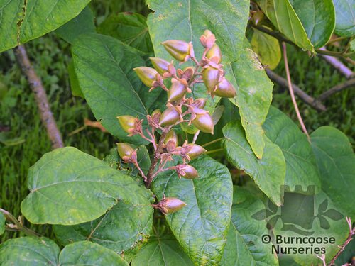 PAULOWNIA   