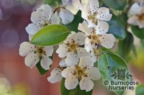 PEARS 'Conference'  