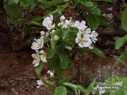 PEARS 'Doyenne du Comice'  