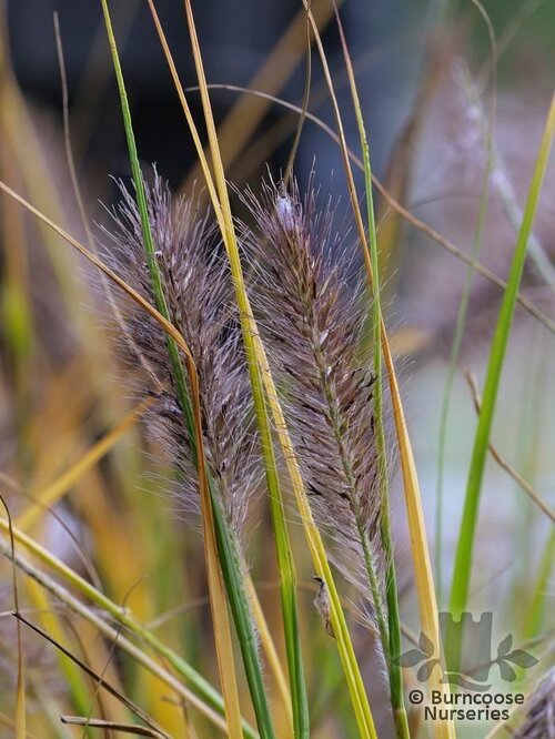 PENNISETUM alopecuroides  