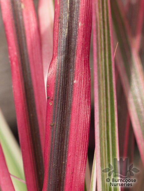 PENNISETUM   