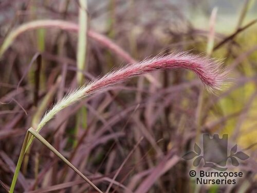PENNISETUM x advena 'Rubrum' 