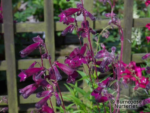PENSTEMON   