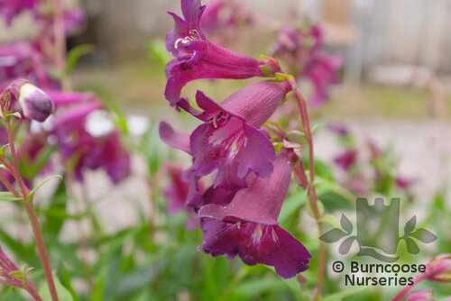 PENSTEMON 'Blackbird'  