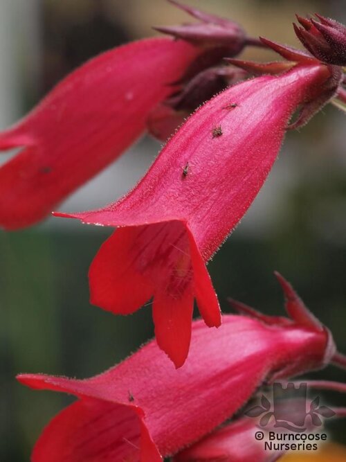 PENSTEMON 'Firebird'  