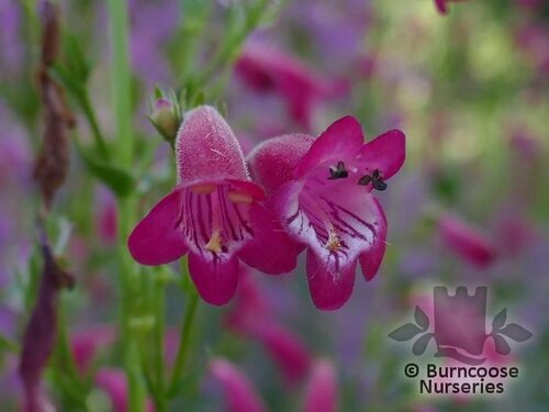 PENSTEMON 'Garnet'  