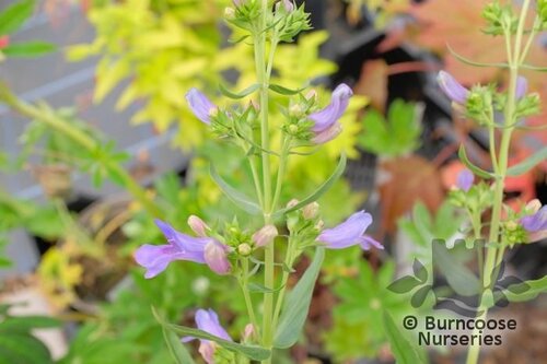 PENSTEMON 'Heavenly Blue'  