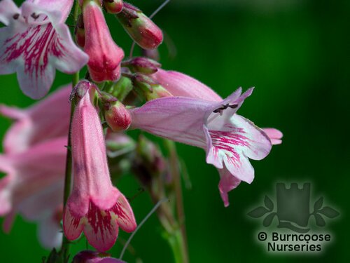 PENSTEMON 'Hidcote Pink'  