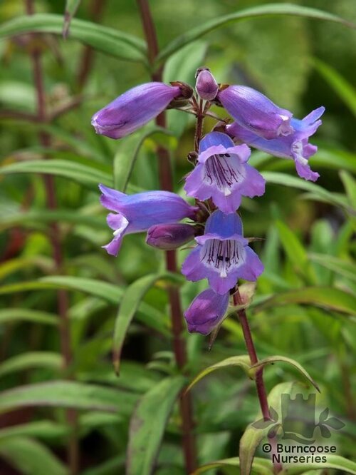 PENSTEMON 'Sour Grapes'  