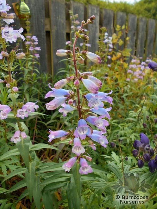 PENSTEMON 'Mother of Pearl'  