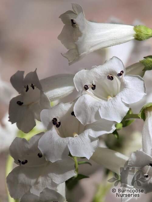 PENSTEMON 'White Bedder'  