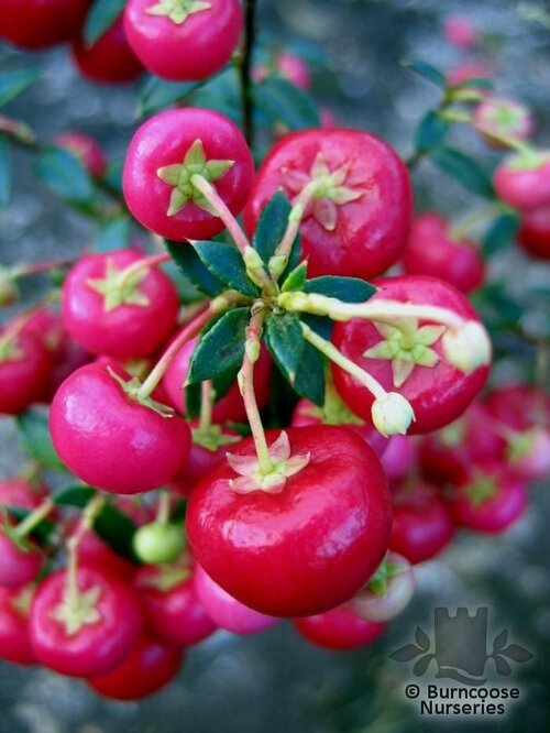 GAULTHERIA   