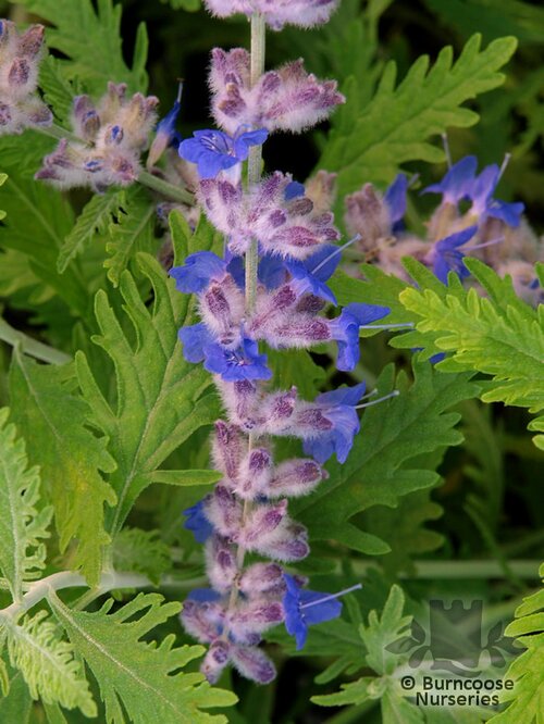 PEROVSKIA atriplicifolia 'Blue Spire' 
