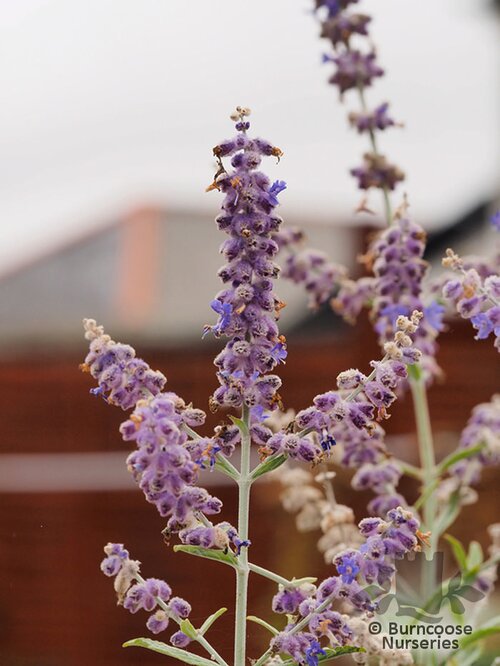 PEROVSKIA 'Silvery Blue'  