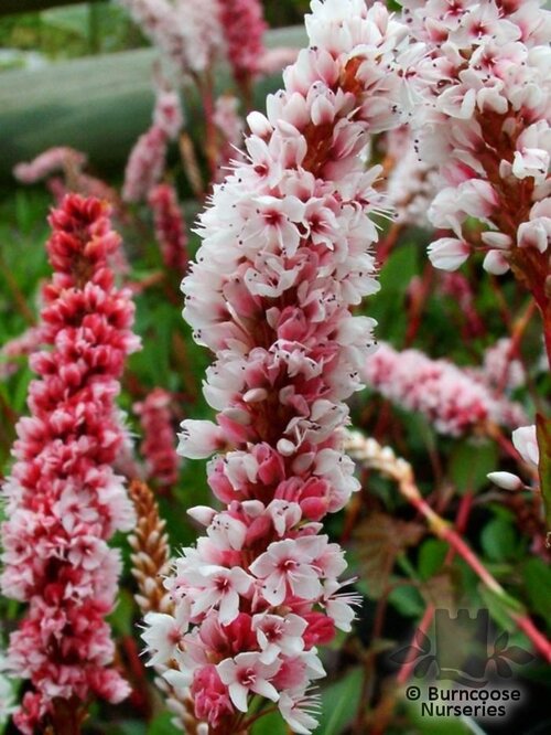 PERSICARIA affinis  