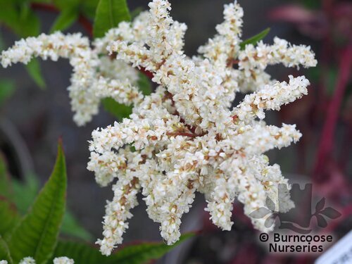 PERSICARIA alpina  