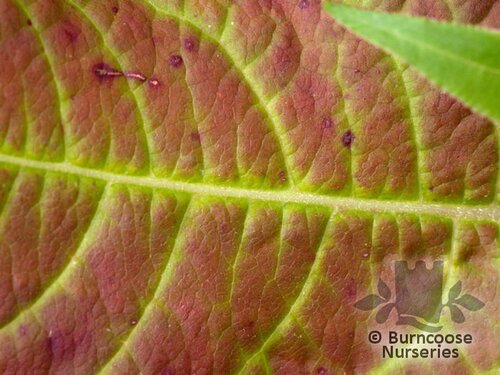 PERSICARIA amplexicaulis 'Blackfield' 