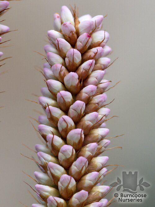 PERSICARIA bistorta 'Superba' 