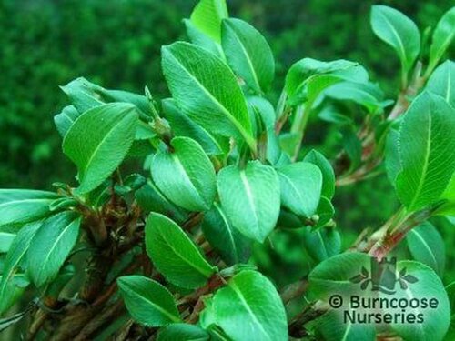 PERSICARIA affinis 'Darjeeling Red' 