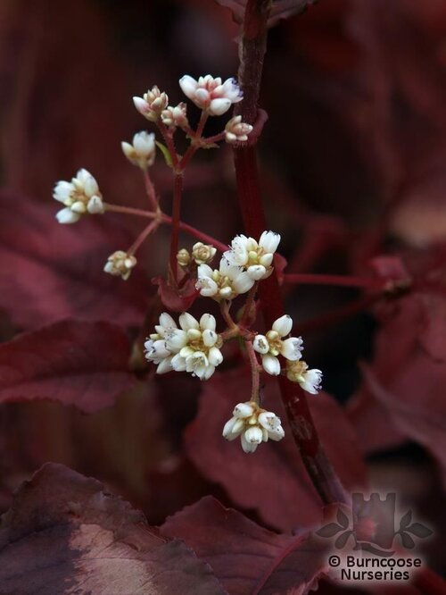 PERSICARIA microcephala 'Red Dragon' 