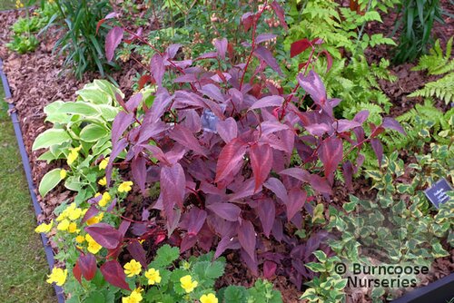 PERSICARIA   