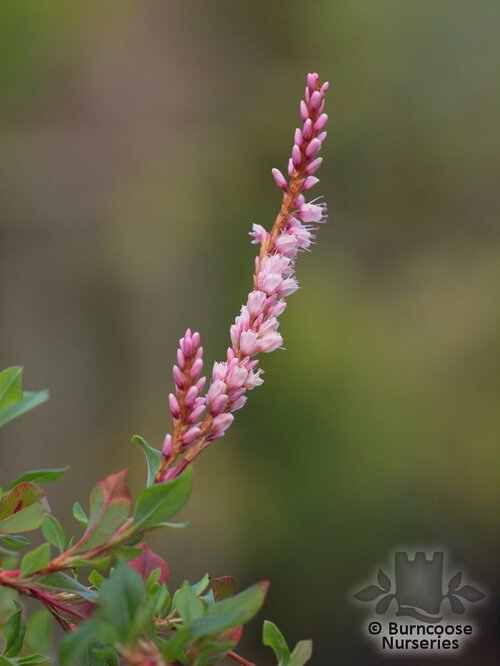 PERSICARIA vaccinifolia  