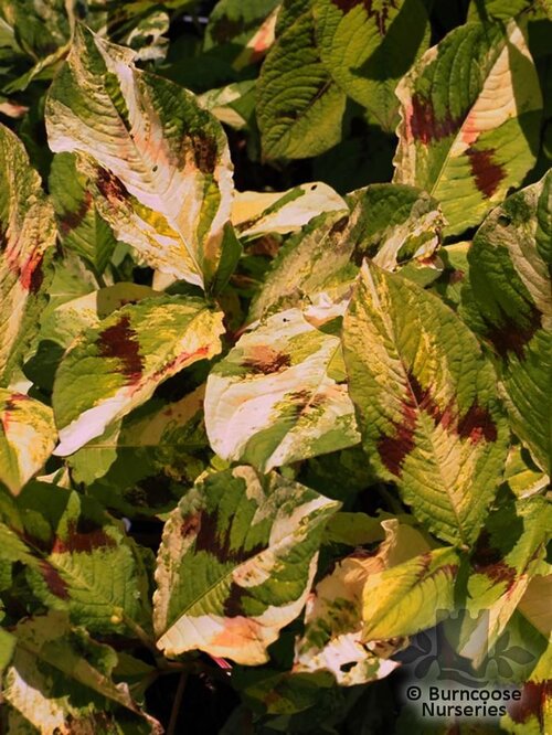 PERSICARIA virginiana 'Painters Palette' 