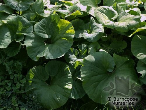 PETASITES   