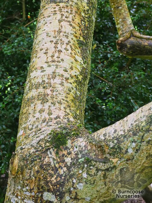 PHELLODENDRON amurense  