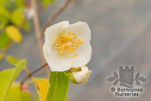 PHILADELPHUS affinis  