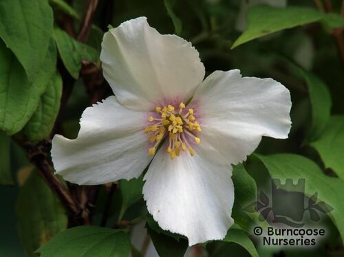 PHILADELPHUS 'Belle Etoile'  