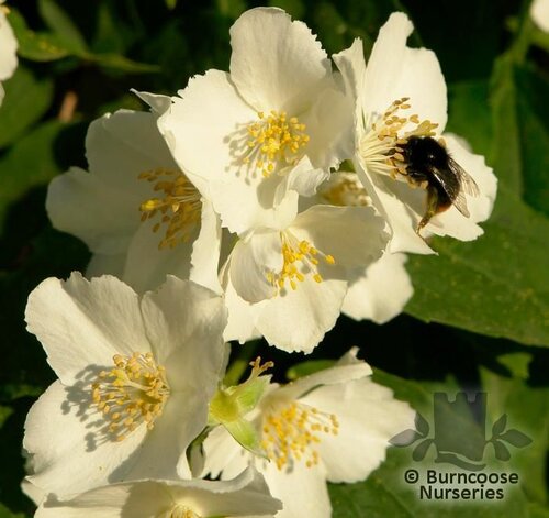 PHILADELPHUS coronarius  
