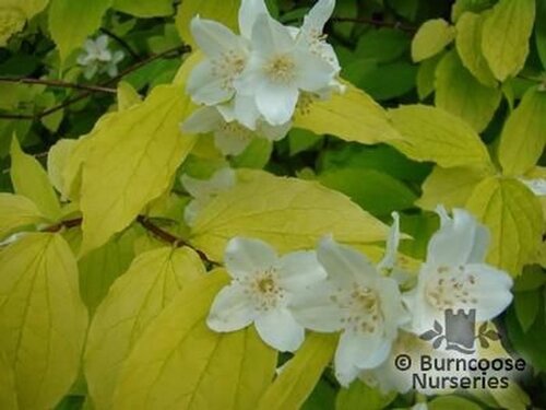 PHILADELPHUS coronarius 'Aureus' 
