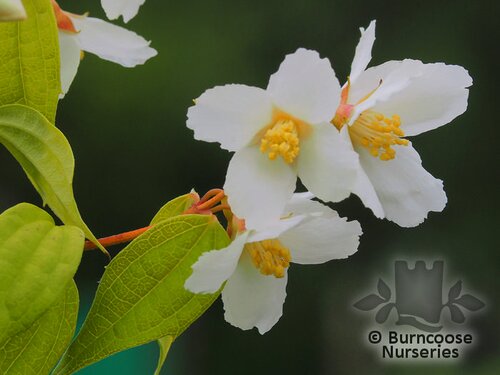 PHILADELPHUS 'Lemoinei'  