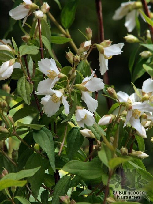 PHILADELPHUS 'Mont Blanc'  