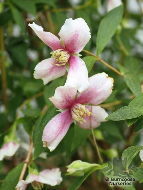 PHILADELPHUS 'Petite Perfume Pink'  